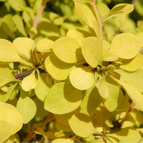 Berberis thunbergii 'Aurea'