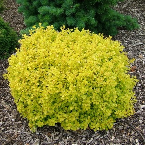 Berberis thunbergii 'Bonanza Gold'