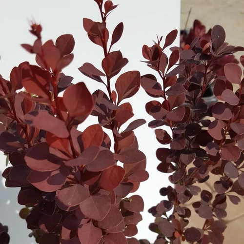 Berberis thunbergii 'Chocolate Summer'