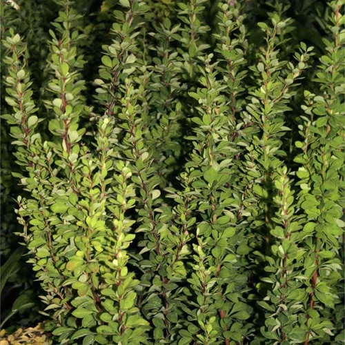 Berberis thunbergii 'Erecta'