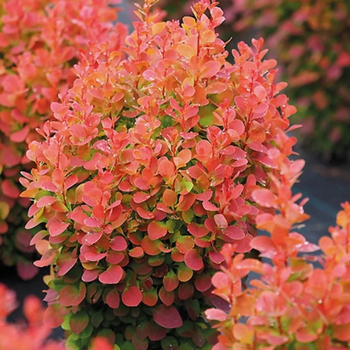 Berberis thunbergii 'Florence'