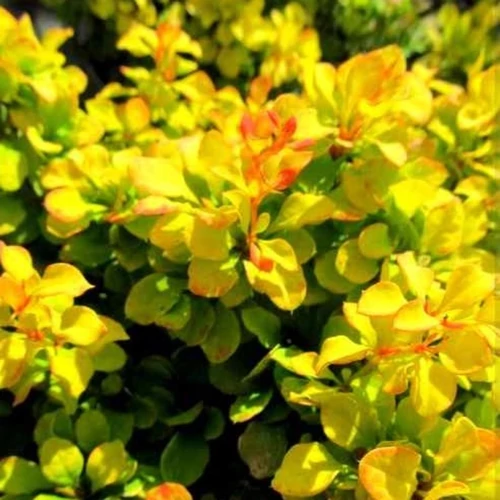 Berberis thunbergii 'Golden Devine'