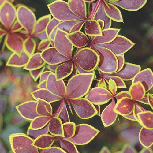Berberis thunbergii 'Golden Ring'