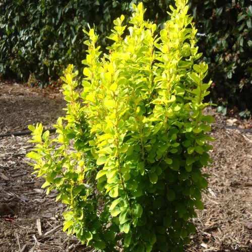 Berberis thunbergii 'Golden Rocket'
