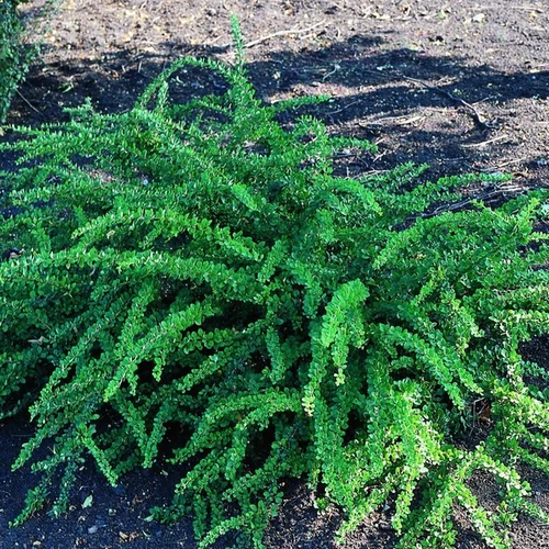 Berberis thunbergii 'Green Carpet'