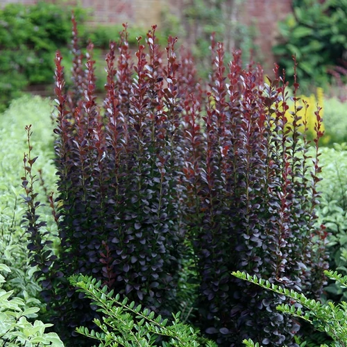Berberis thunbergii 'Helmond Pillar'