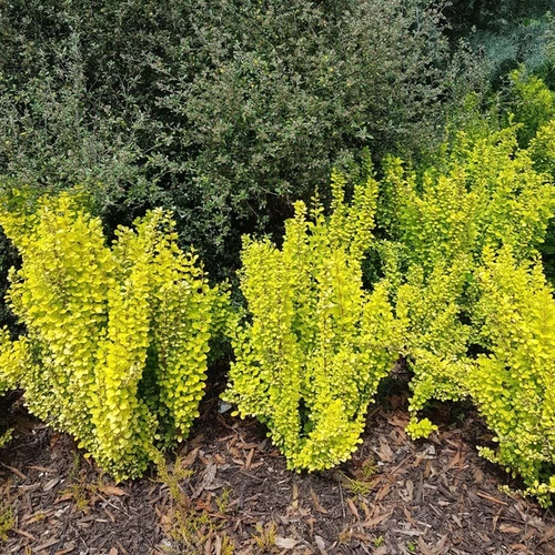 Berberis thunbergii 'Maria'