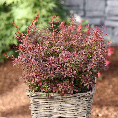 Berberis thunbergii 'Orange Dream'