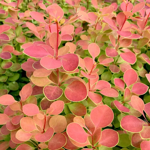 Berberis thunbergii 'Orange Sunrise'
