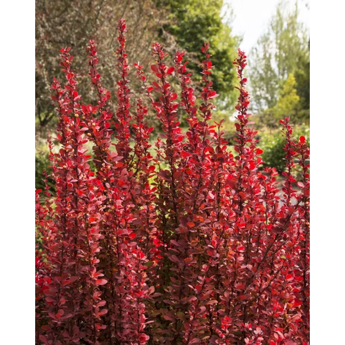 Berberis thunbergii 'Orange Tower'