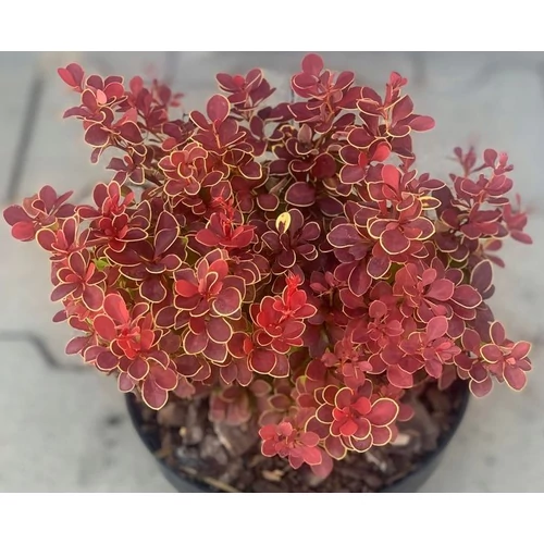 Berberis thunbergii 'Red Hot Chili'