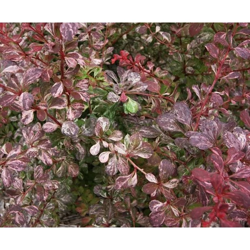 Berberis thunbergii 'Rosetta'