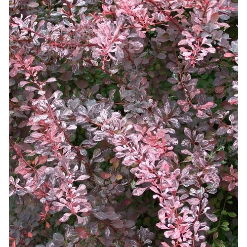 Borbolya japán rózsaszín márványozott levelű - Berberis thunbergii 'Rosy Rocket' 40/60cm K3l