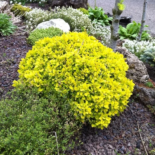 Berberis thunbergii 'Tiny Gold'
