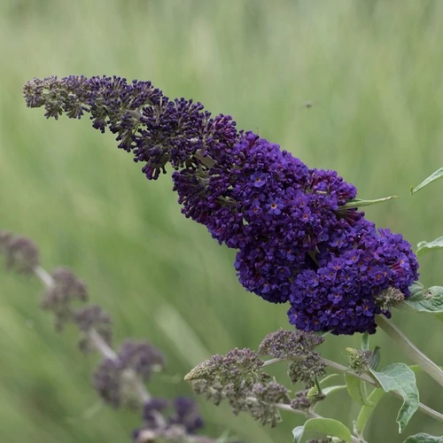 Buddleja davidii 'Adonis Blue'