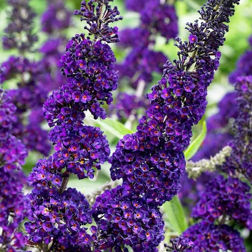 Buddleja davidii 'Black Knight'