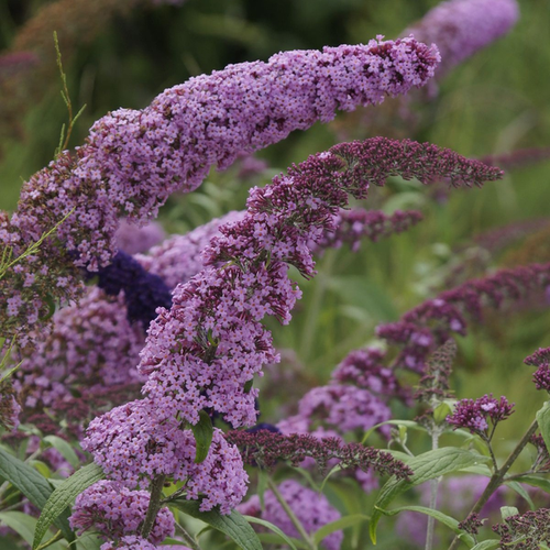 Buddleja davidii 'Border Beauty'