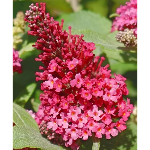 Buddleja davidii 'Butterfly Candy Little Ruby'