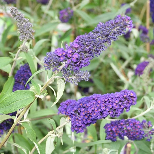 Buddleja davidii 'Empire Blue'