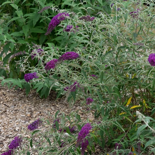 Buddleja davidii 'Nanho Purple'
