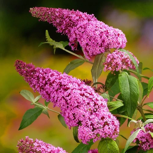 Buddleja davidii 'Pink Delight'