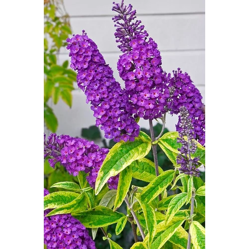 Buddleja davidii 'Santana'