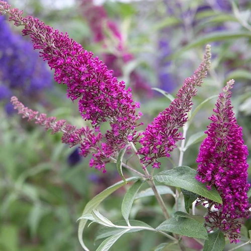 Buddleja davidii 'Summer Beauty'