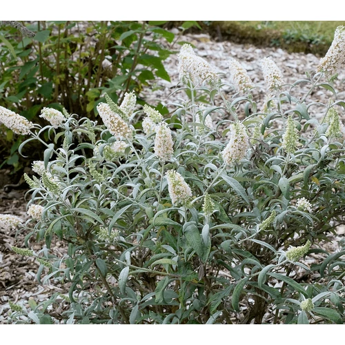Buddleja davidii 'White Ball'