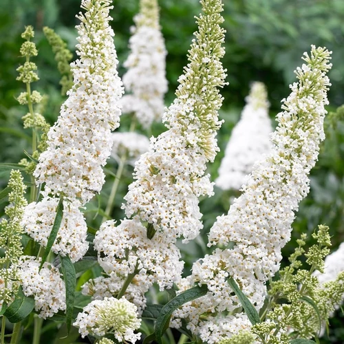 Buddleja davidii 'White Profusion'