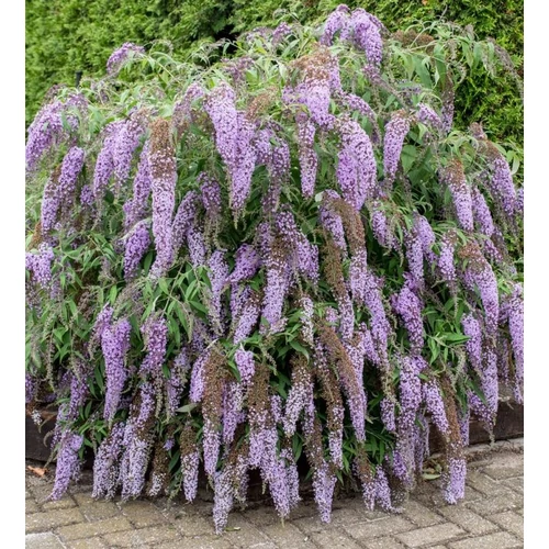 Nyáriorgona csüngő világoslila - Buddleja davidii 'Wisteria Lane' 40/60cm K4l