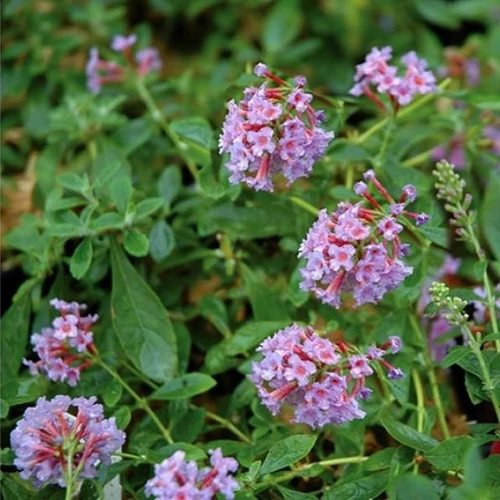 Buddleja flutterby T. 'Peace'