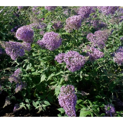 Buddleja davidii 'Gulliver'