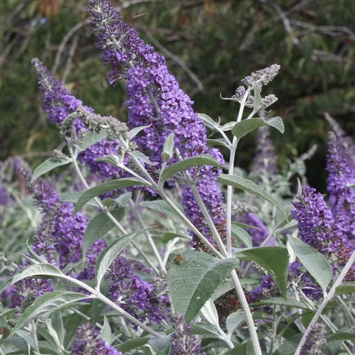 Buddleja 'Lochinch'