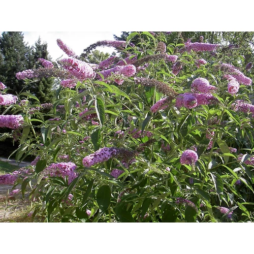Buddleja