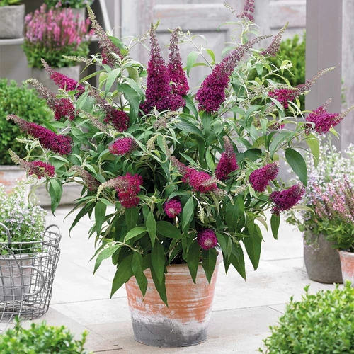 Buddleja 'Sugar Plum'