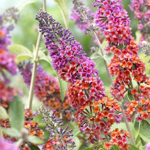 Buddleja weyeriana 'Flower Power'