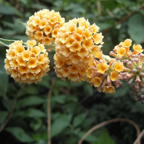 Buddleja weyeriana 'Sungold'