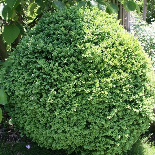 Buxus sempervirens 'Suffruticosa'