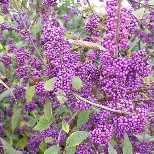 Callicarpa bodinieri 'Darts Profusion'