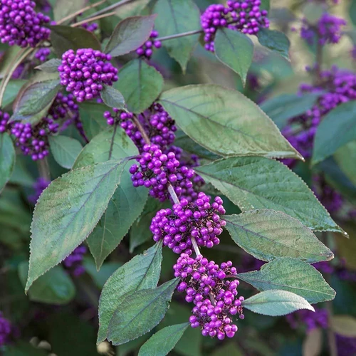 Callicarpa bodinieri 'Profusion'