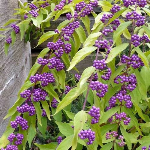 Callicarpa dichotoma 'Issai'