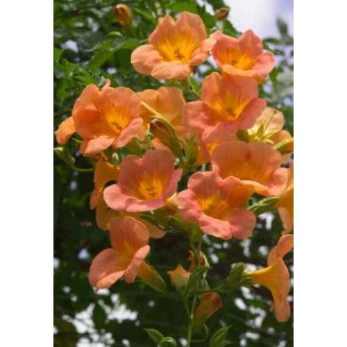Campsis radicans 'Imrei barack'