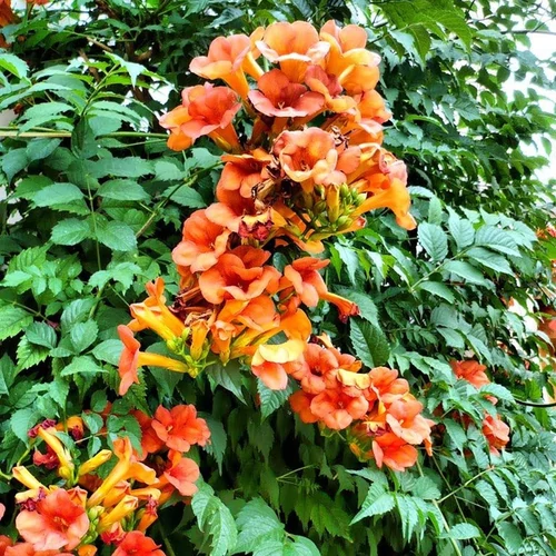 Campsis radicans 'Orange Dream'