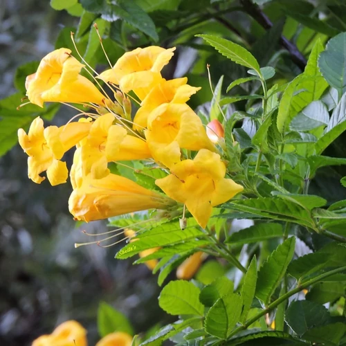 Campsis radicans 'Yellow Trumpet'
