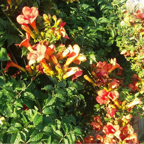 Campsis tagliabuana 'Mme Galen'