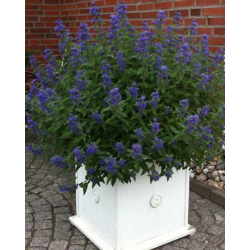 Kékszakáll törpe liláskék - Caryopteris clandonensis 'Blue Balloon' 40/60cm K2l