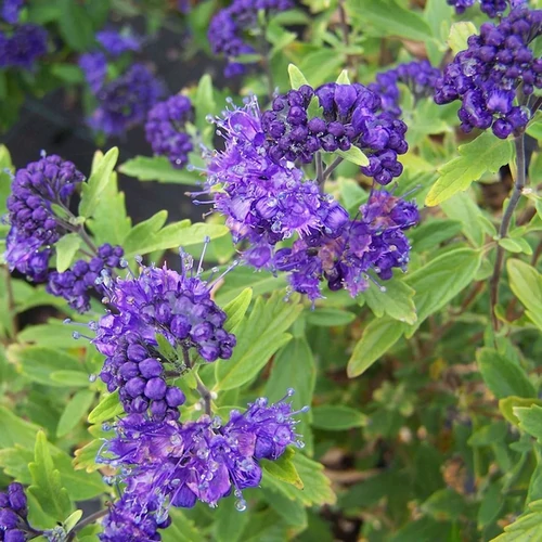 Caryopteris clandonensis 'First Choice'