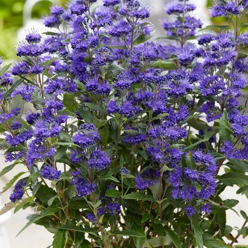 Caryopteris clandonensis 'Grand Bleu'