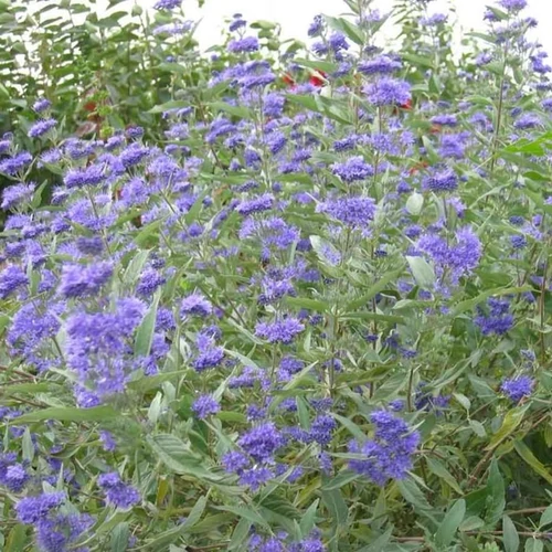 Caryopteris clandonensis 'Heavenly Blue'