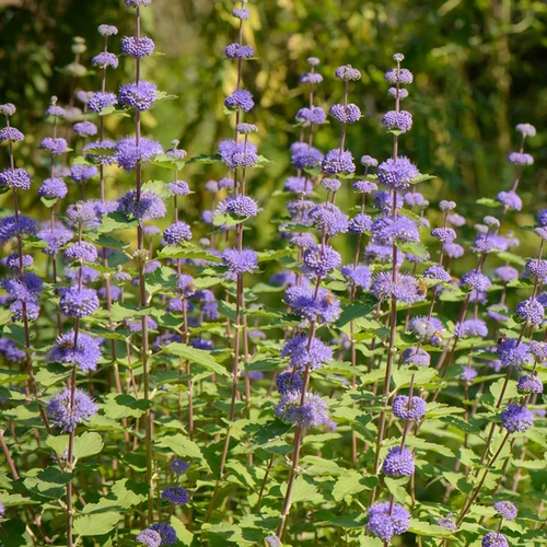 Caryopteris clandonensis 'Kew Blue'